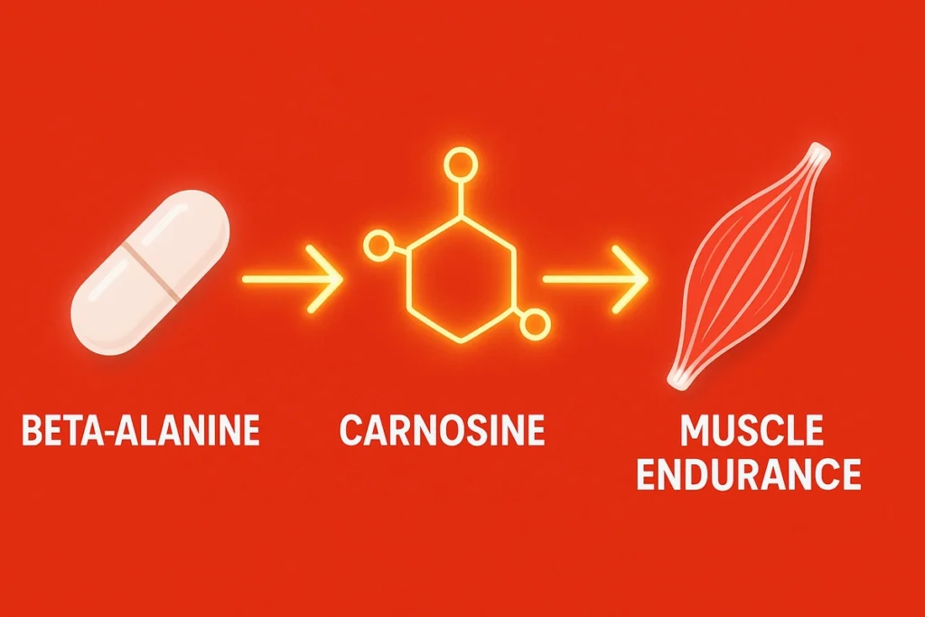Graphic showing how beta-alanine turns into carnosine and improves endurance