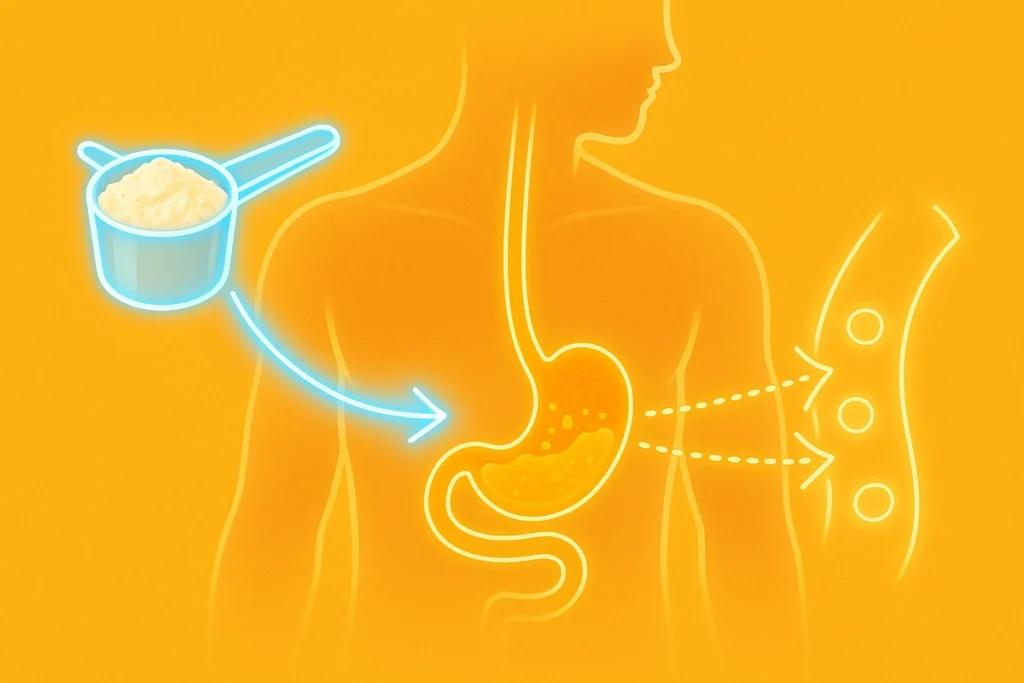 Casein protein digestion time lasting 6 to 8 hours in the human body