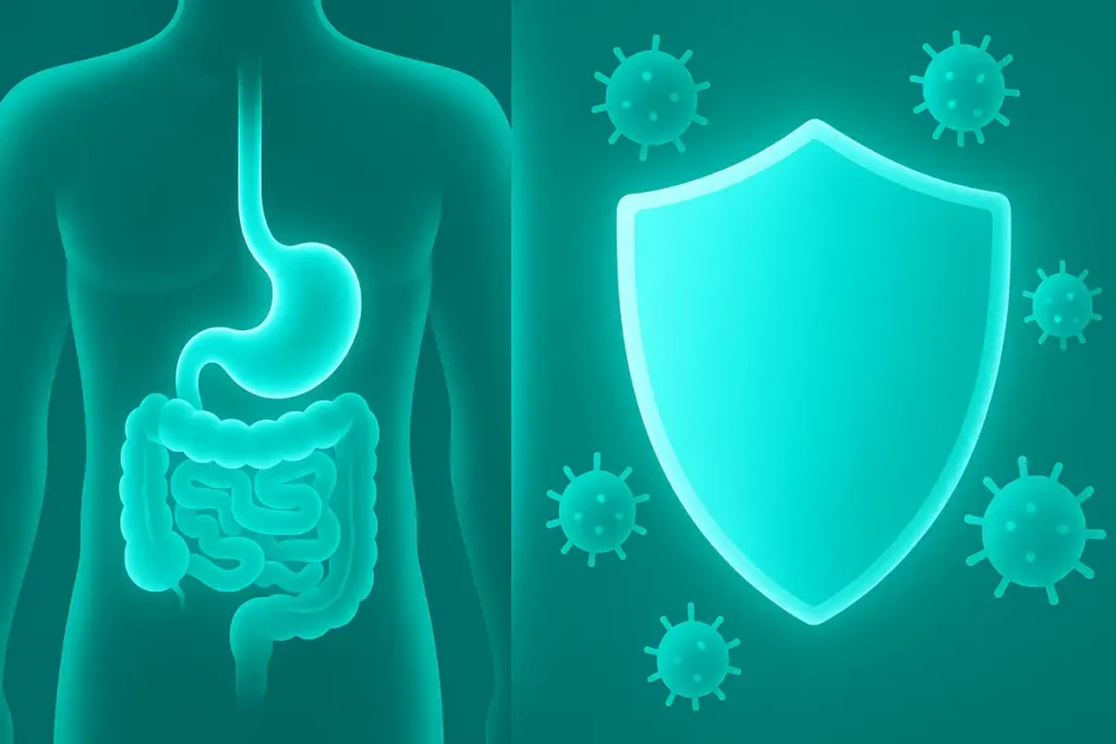illustration showing glutamine support for gut lining and immune system